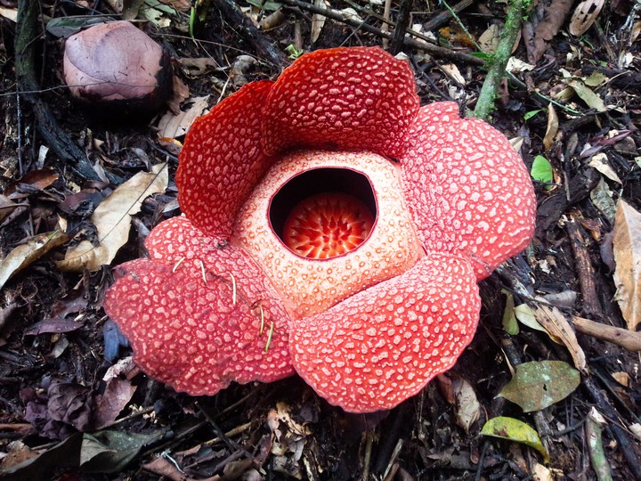 Rafflesia Arnoldii