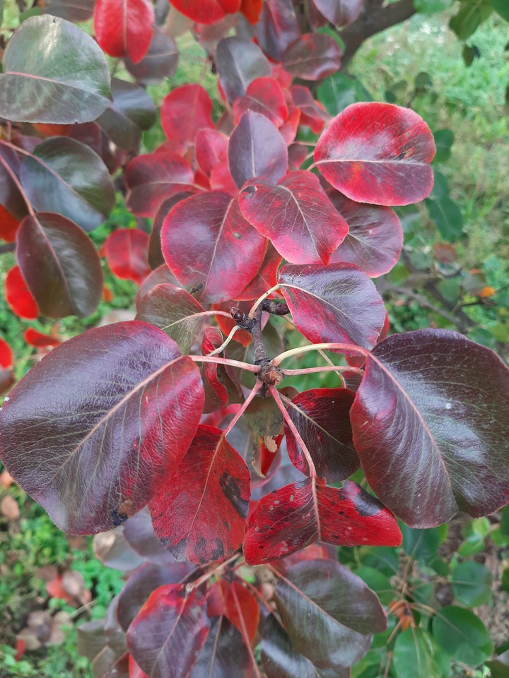 Leaves