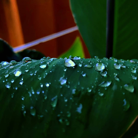 rain drops❤❤