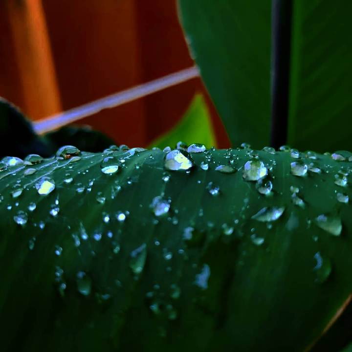 rain drops❤❤