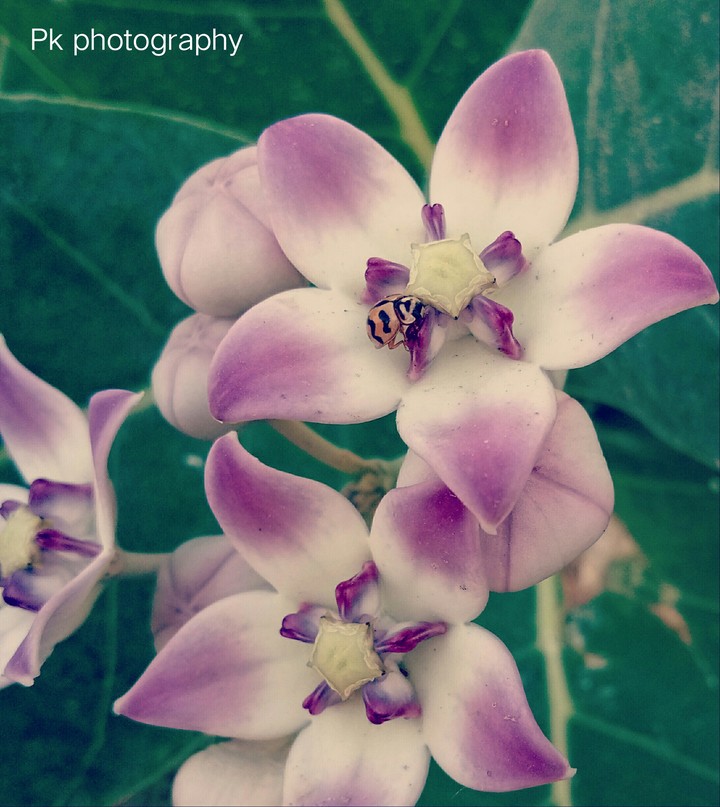 #insect life