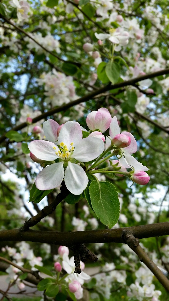Beautiful apple tree