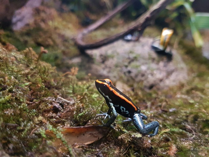 frog