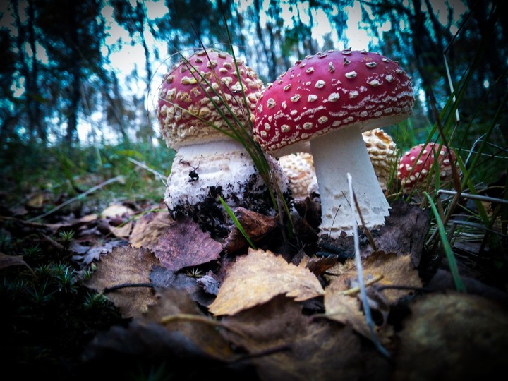 Autumn Forest