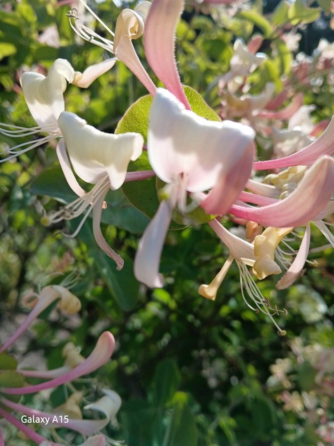 wildflower, pink wallpapers