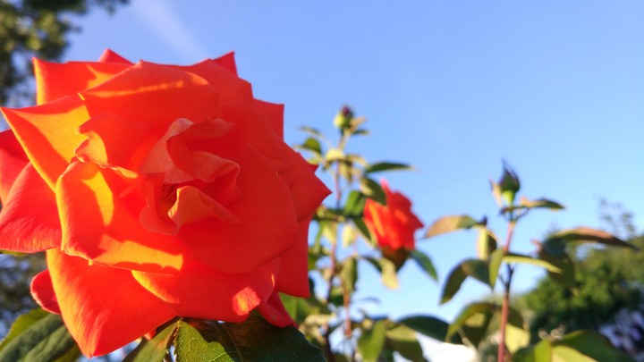 Red Rose