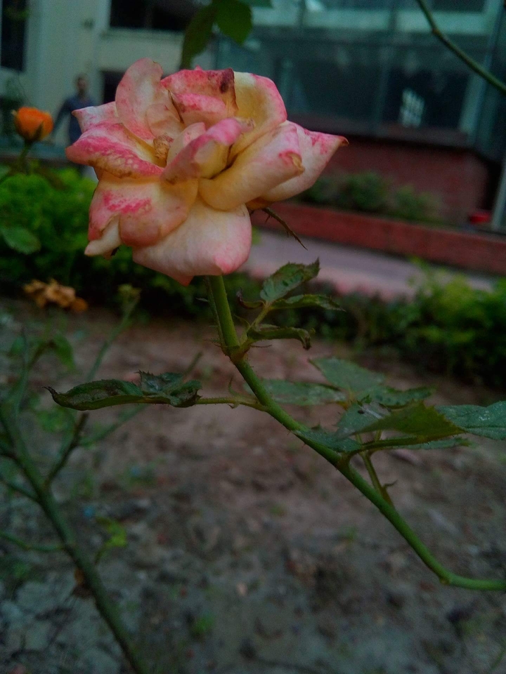rose