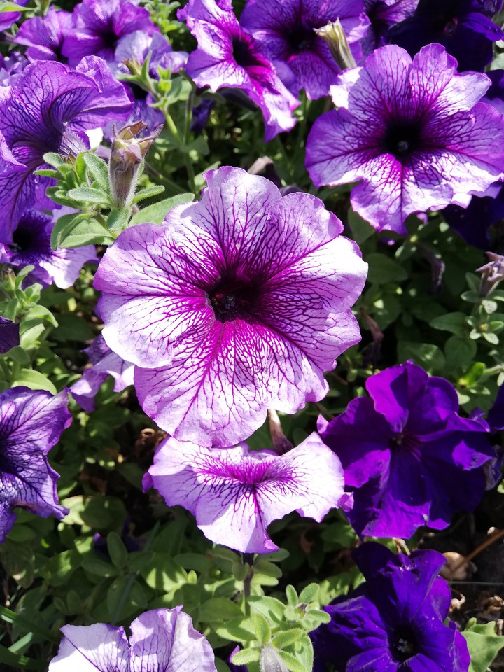 Violet world