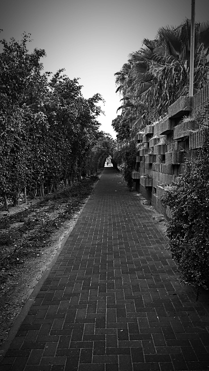 Black And White Trees