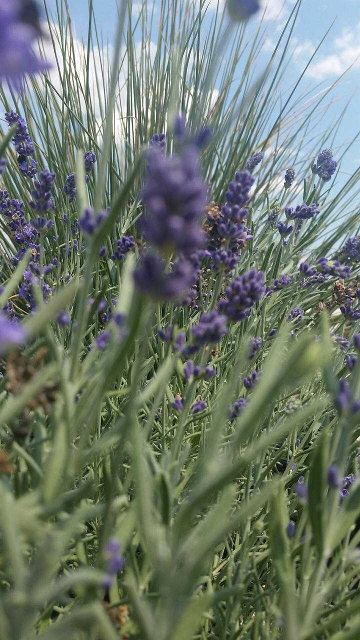 Lavender plants in NY