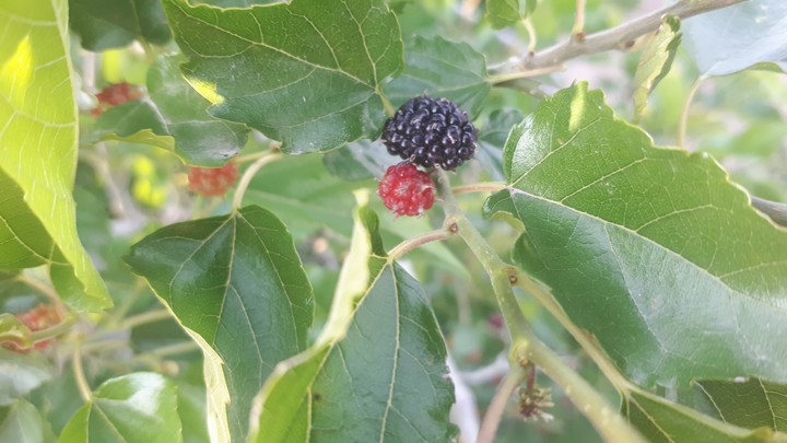 blackberries