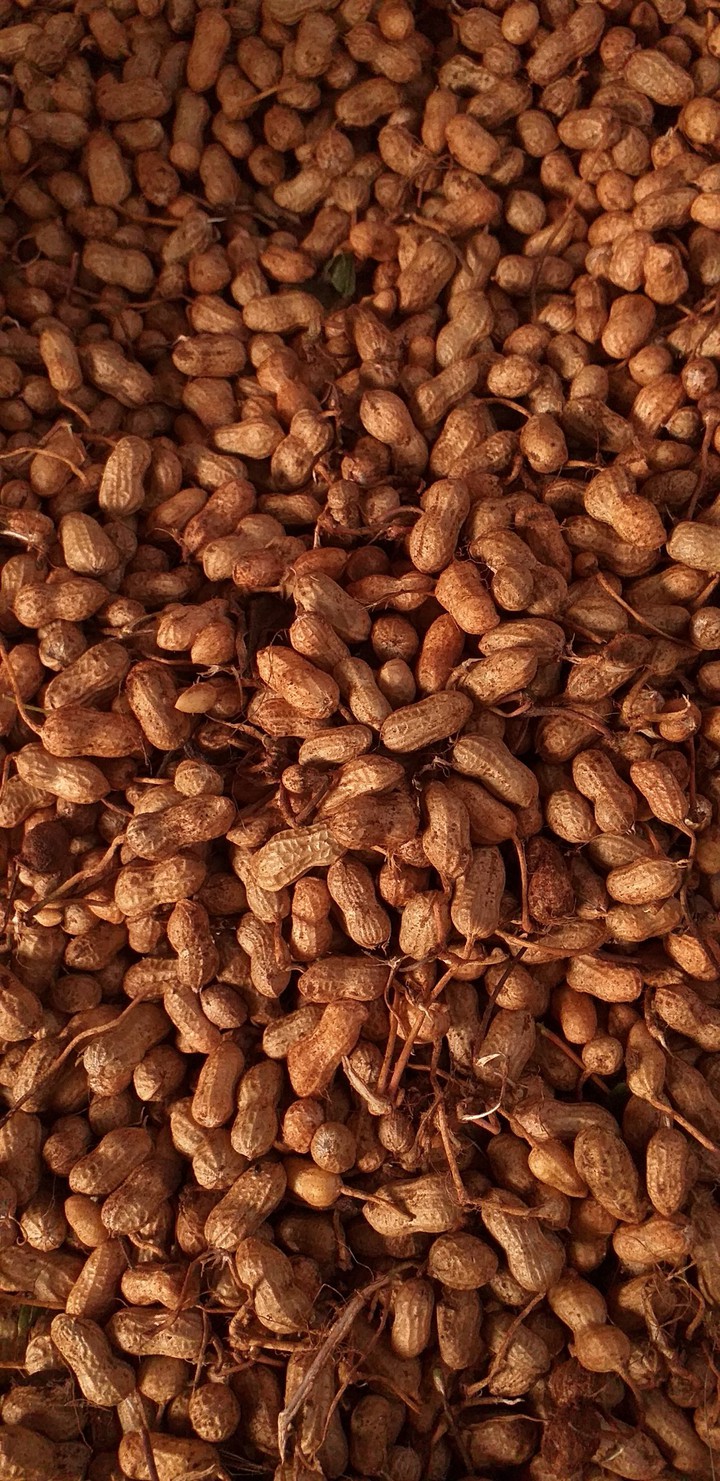 peanut pattern