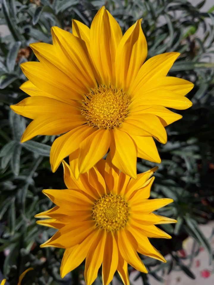 photo from my garden