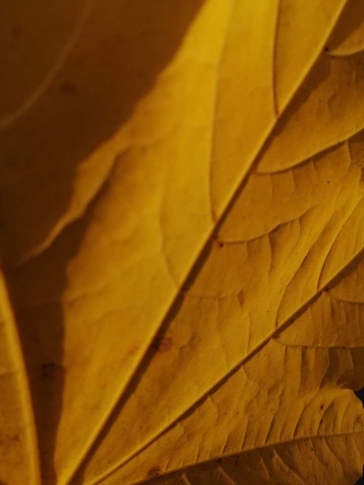leaf