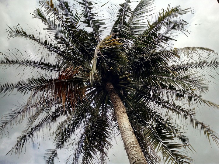 Coco Tree