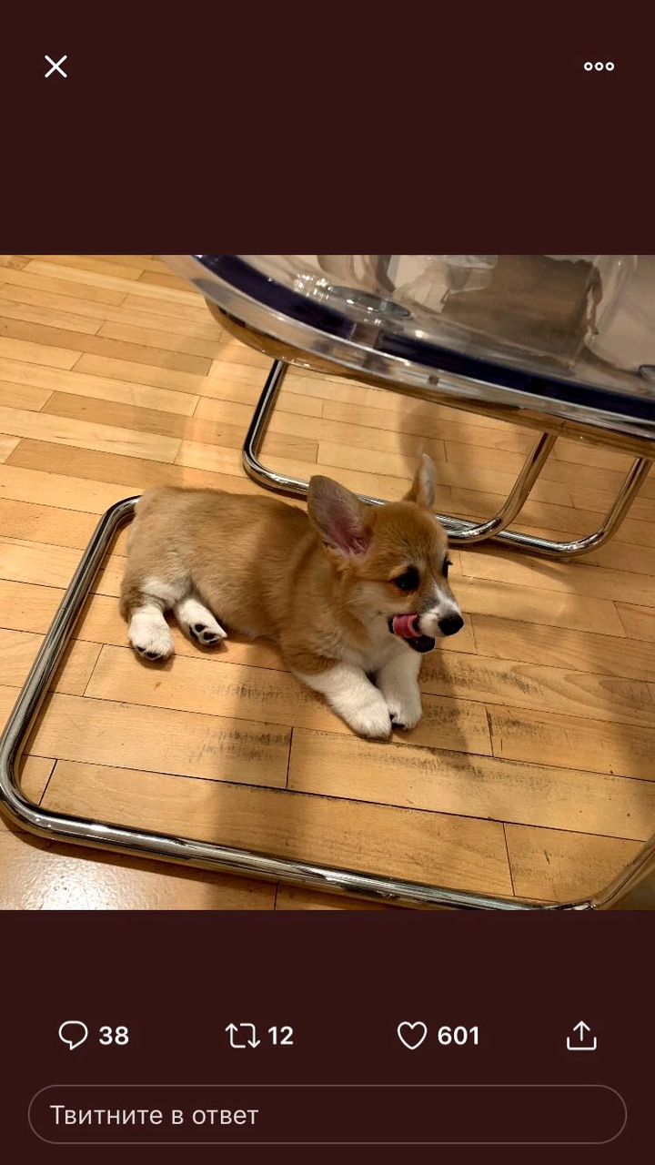 dog