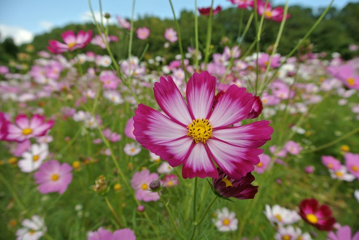 花