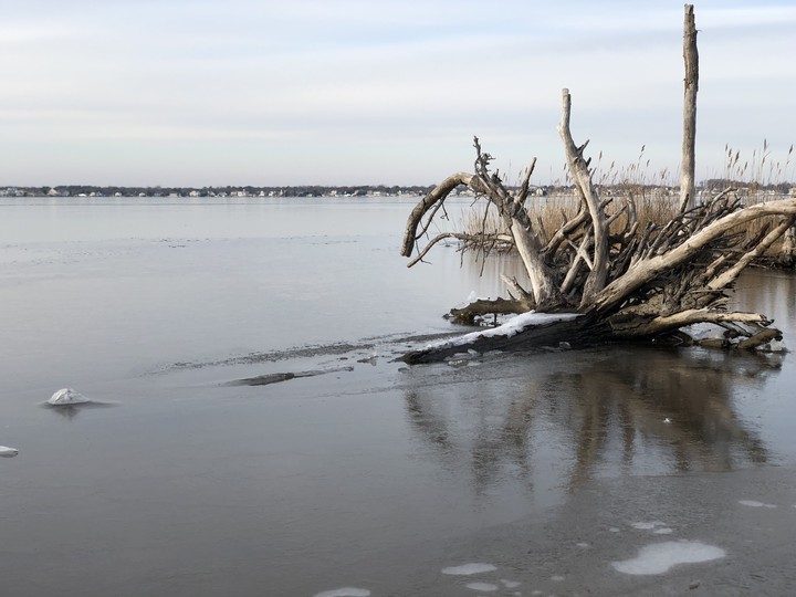 Frozen Tree