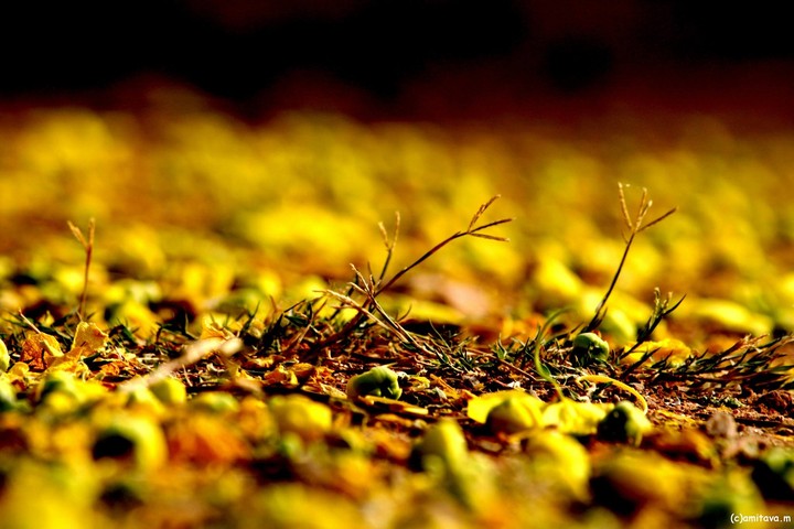 #photobahar