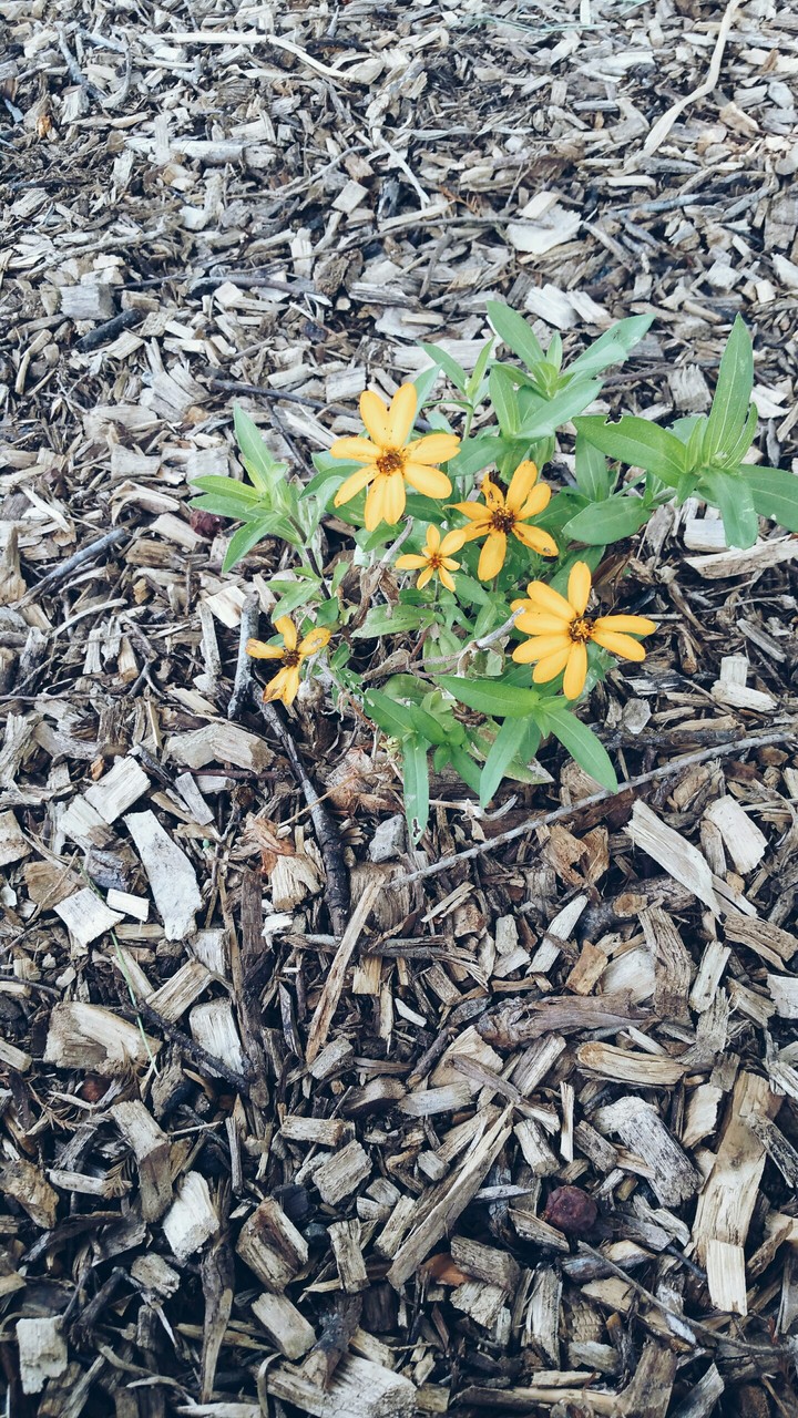 falls last flowers