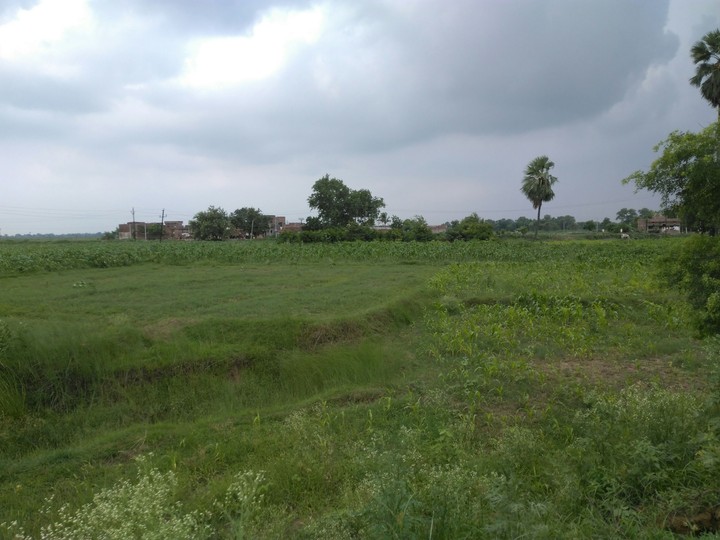 raju