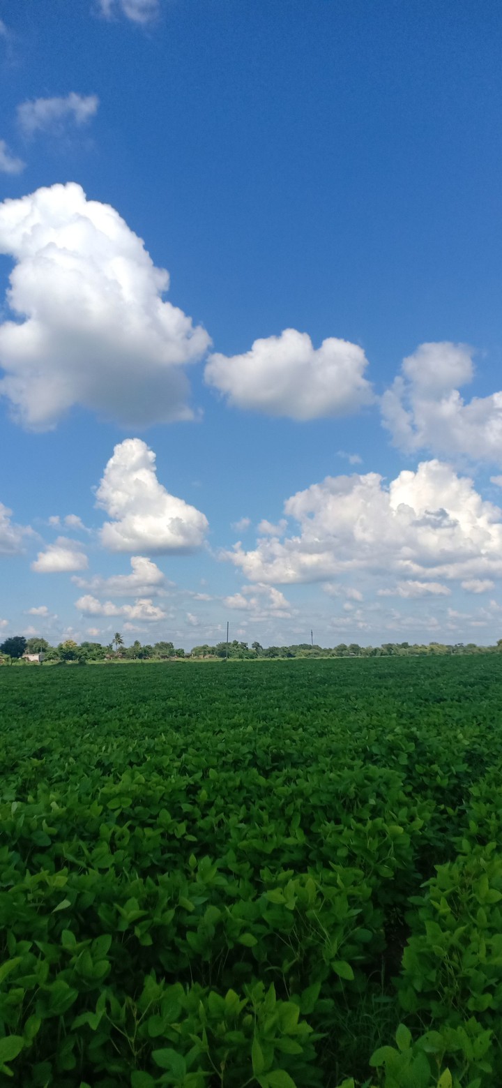 farm