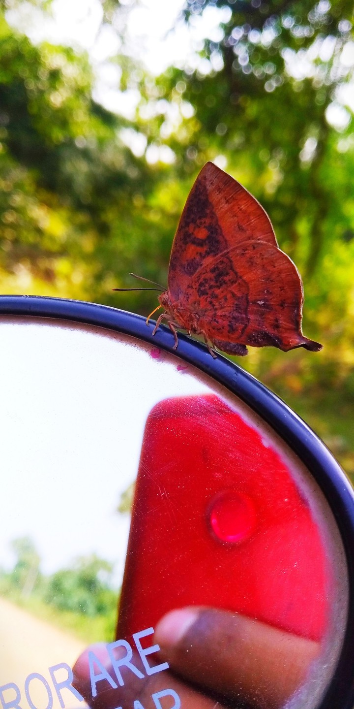 butterfly