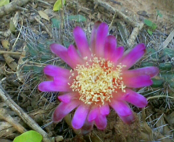 cactus