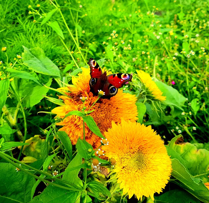 motyl
