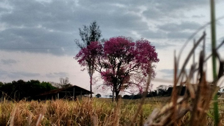 #ipê