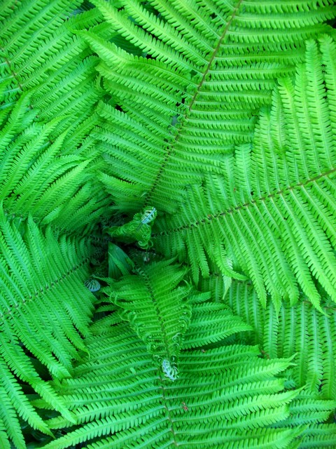 fern