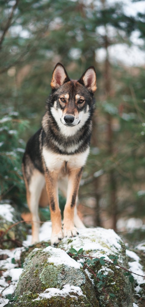tapety wolfdog, canidae