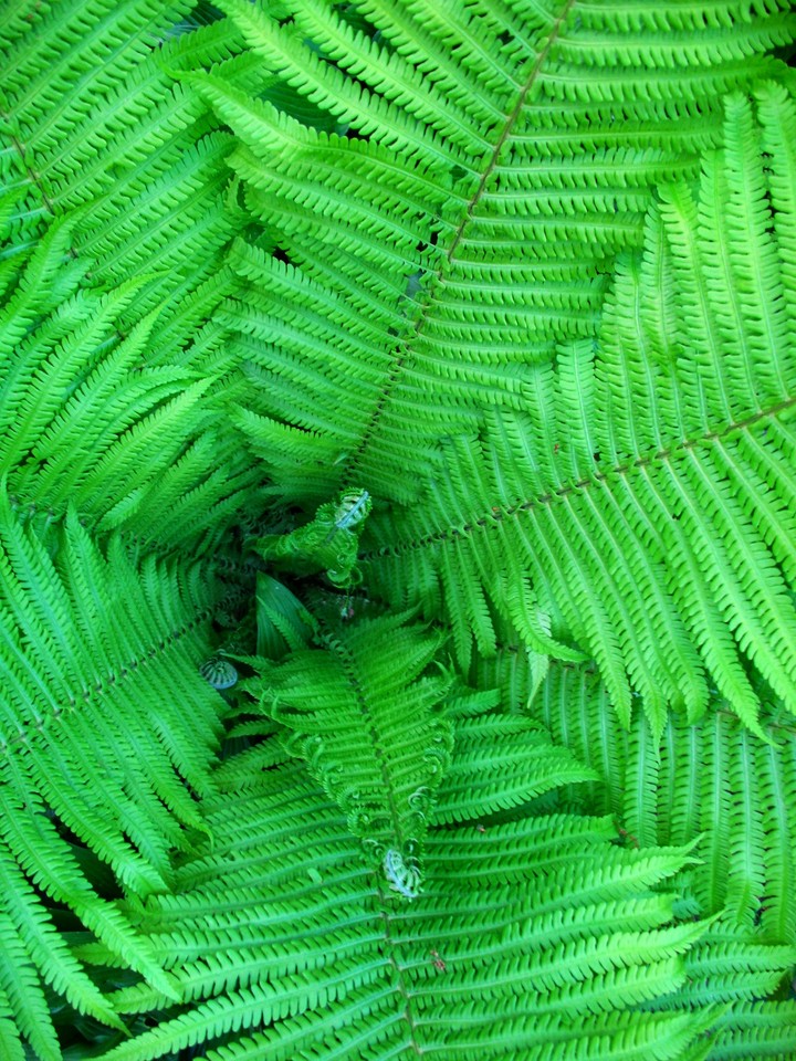 fern