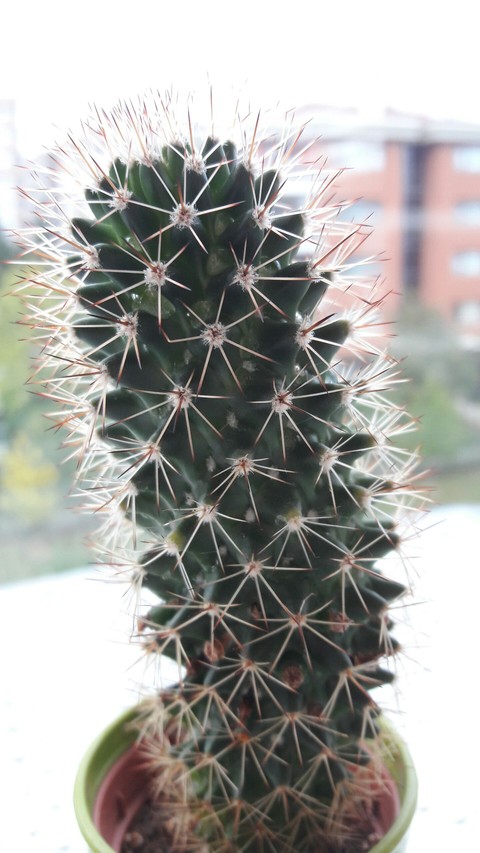 cactus