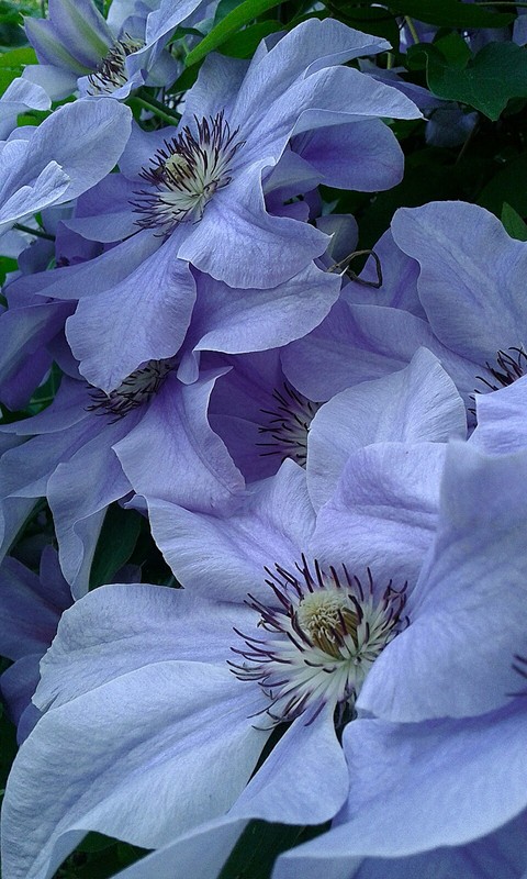 Purple flowers