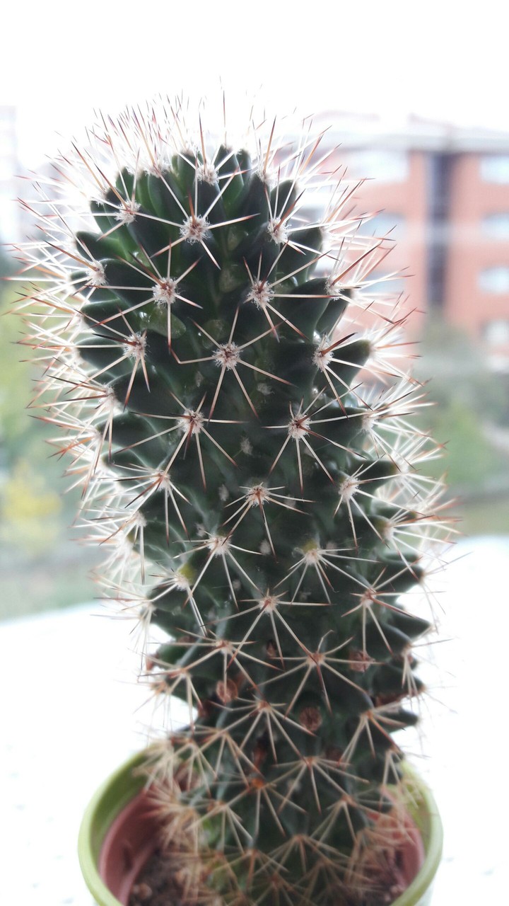 cactus