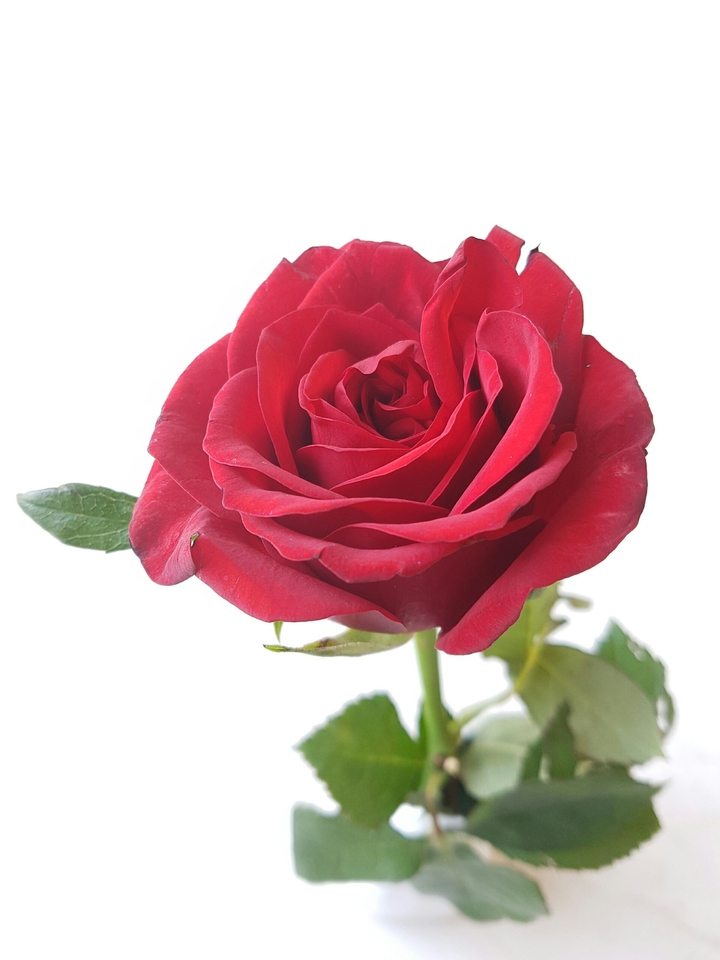 let's call this rose Audrey Hepburn