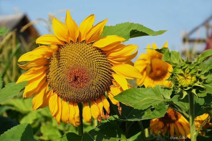 fé