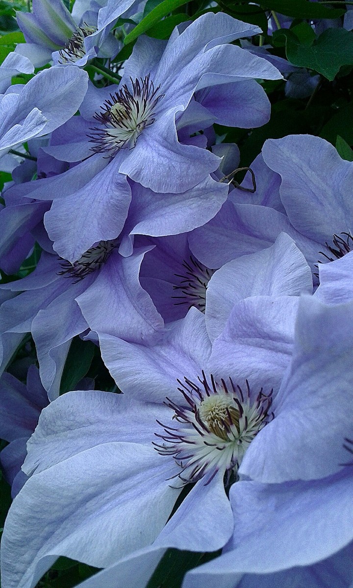 Purple flowers