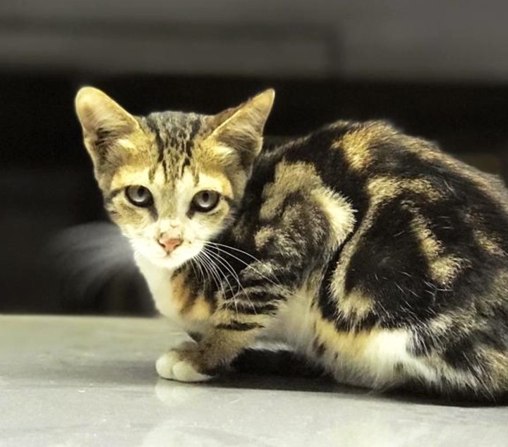 cat