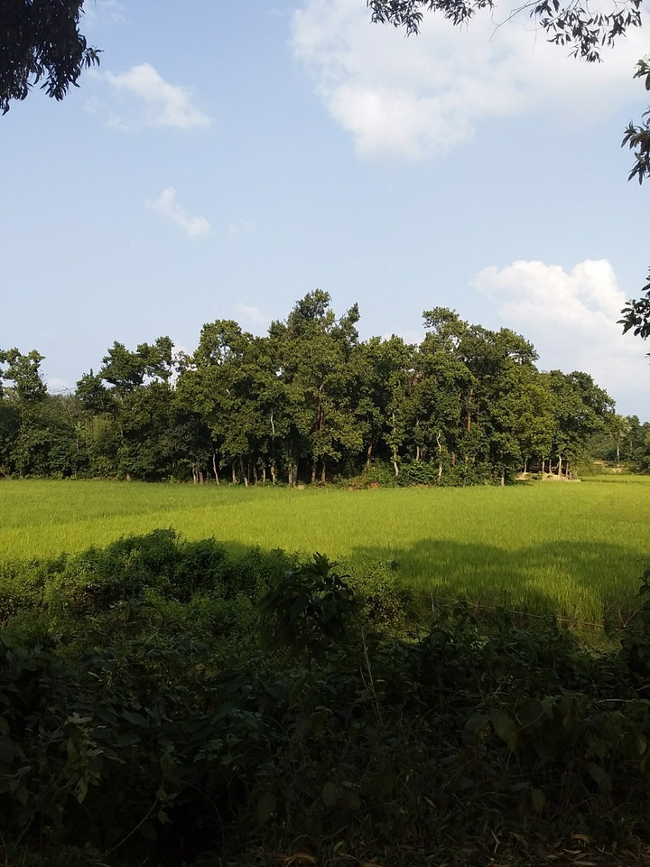 Aminul Islam