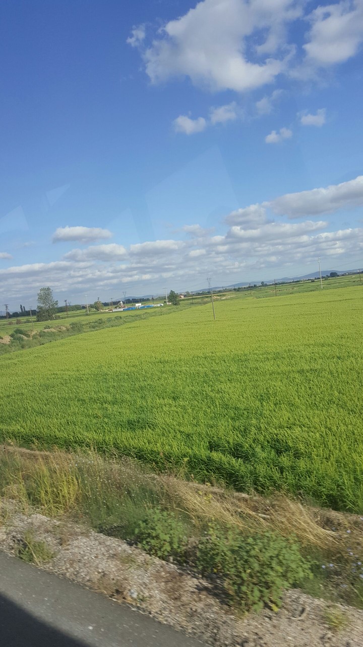 plain fıeld meadow