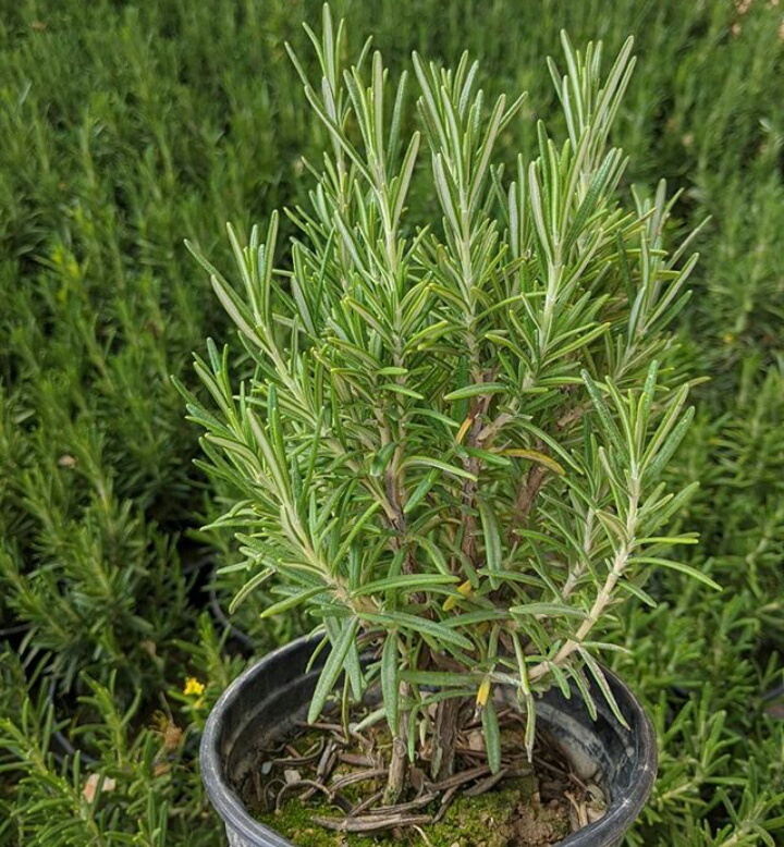 رزماری
