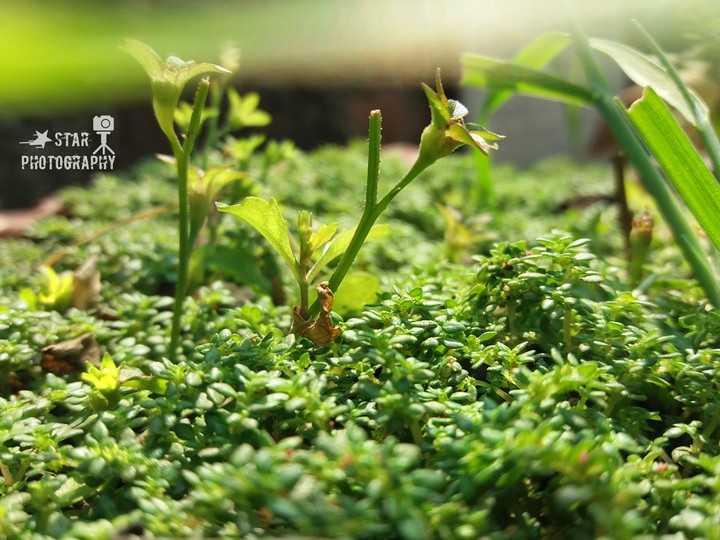 little forest