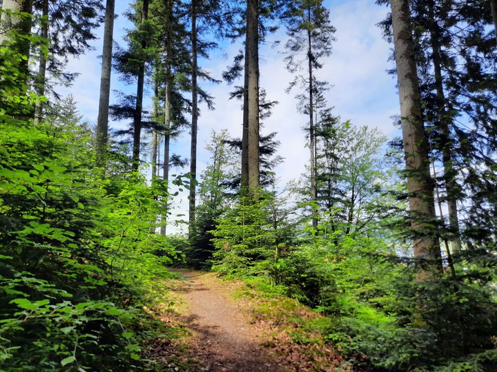 Wald