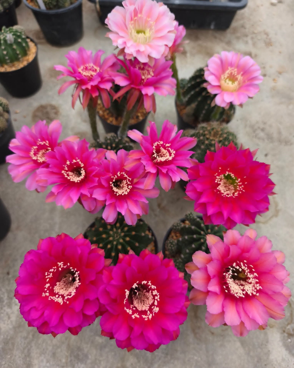 thorns, pink duvar kağıtları