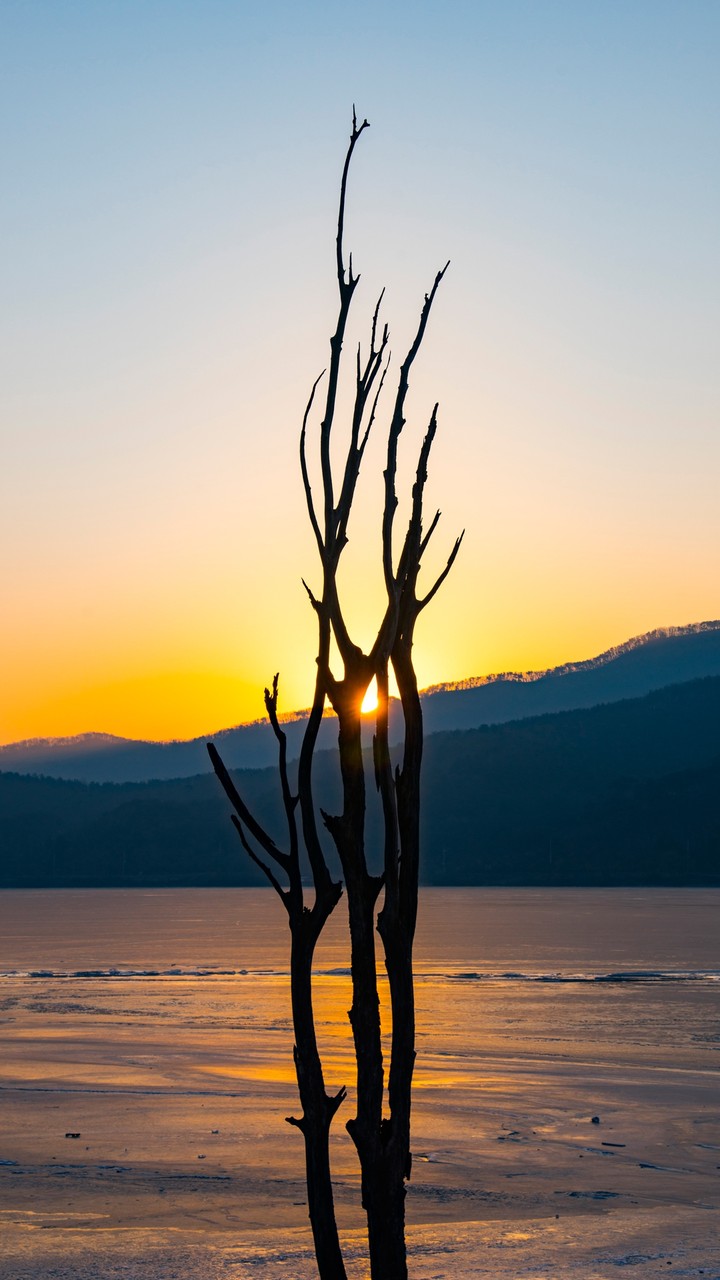 Sunset between the Branches