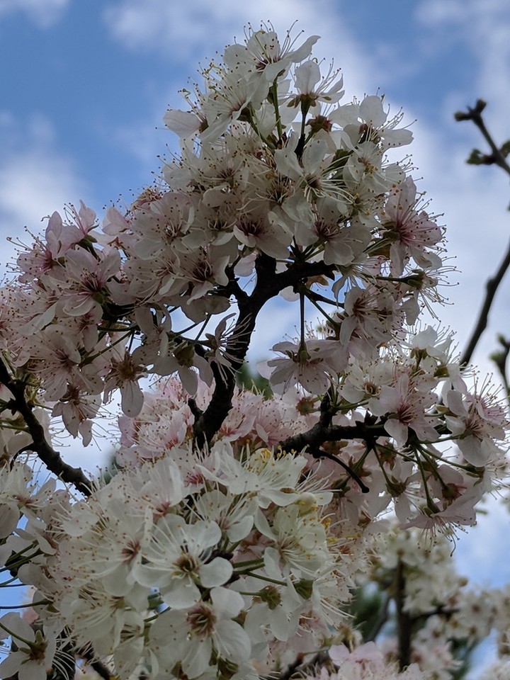springtime