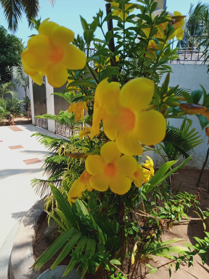 flowerss