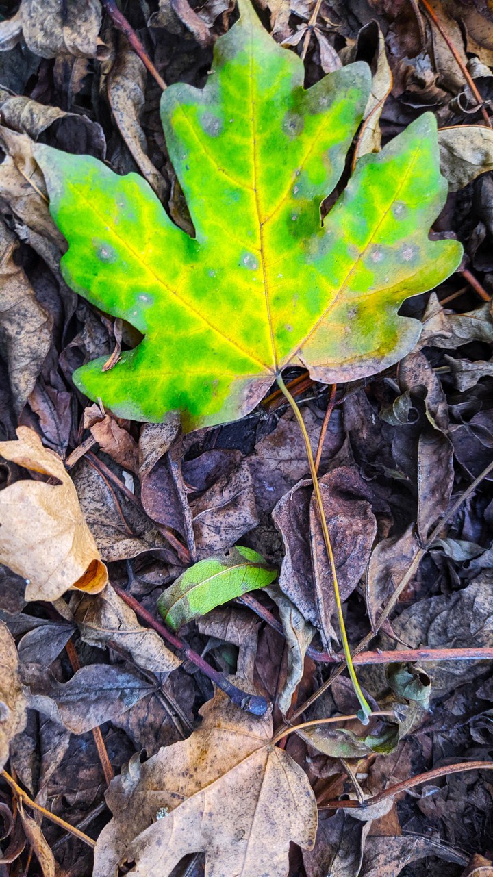 autumn
